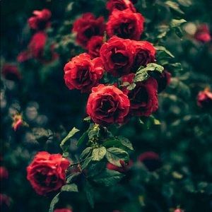 Meet your Posher, Yenisis